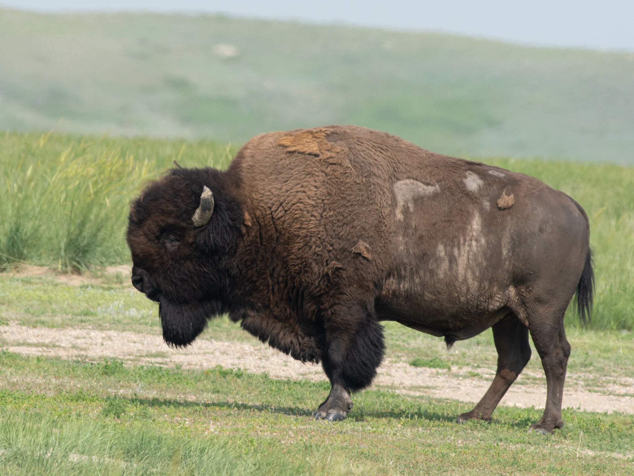 バイソンページ Bison | Texas State Wildlife Action Plan - Texas SWAP Workbench